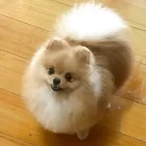 ポメラニアン