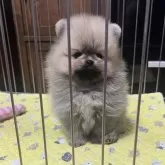 ポメラニアン