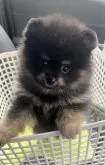 ポメラニアン【千葉県・男の子・2024年9月12日・ブラックタン】の写真4