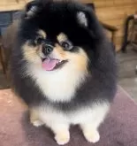 ポメラニアン【千葉県・男の子・2024年9月12日・ブラックタン】の写真5「お父さんは韓国🇰🇷から来たサクルちゃん日本チャンピオン完成しました🏆」