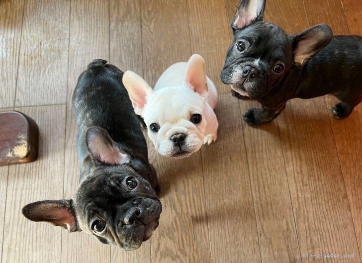 山内絵理果ブリーダー