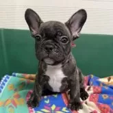 フレンチブルドッグ【愛媛県・男の子・2025年6月10日・タイガーブリンドル】の写真10