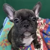 フレンチブルドッグ【愛媛県・男の子・2025年6月10日・タイガーブリンドル】の写真1