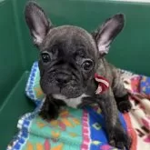 フレンチブルドッグ【愛媛県・男の子・2025年6月10日・タイガーブリンドル】の写真6