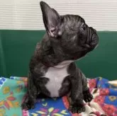 フレンチブルドッグ【愛媛県・男の子・2025年6月10日・タイガーブリンドル】の写真7