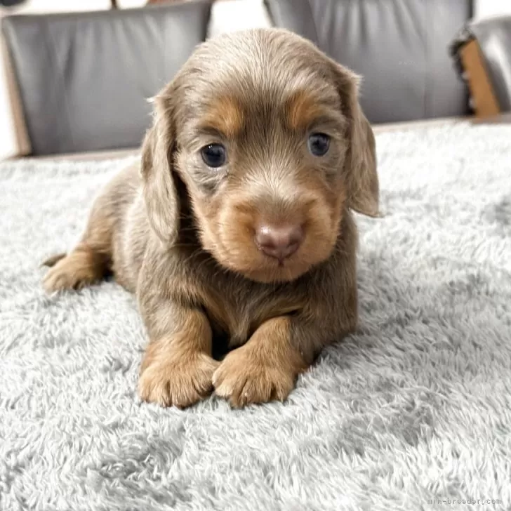 ID：2510-03055の子犬