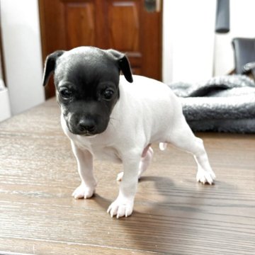 日本テリア【宮崎県・男の子・2025年9月20日・ホワイト&ブラックタン】の写真「綺麗な面被りの男の子です」