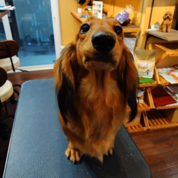 スタンダードダックスフンド(ロング)【京都府・女の子・2024年9月10日・レッド】の写真「構成良くお顔もかわいい。」