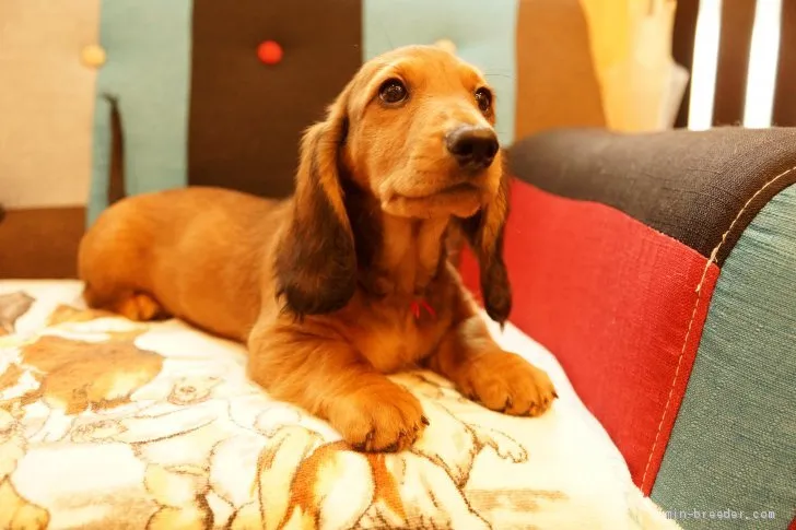 ID：2006-02374の子犬