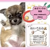 チワワ(ロング)【大阪府・女の子・2025年3月3日・レッドフォーン&ホワイト“赤毛のおチビちゃん💕”】の写真11「🟥ご見学にはご予約が必要です🟦ご希望日が決まりましたら🟨お早めに🈳を🟩ご確認下さいませ♪」