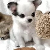 チワワ(ロング)【大阪府・男の子・2025年10月22日・ホワイト&フォーン(唯一無二の模様が独創的な子)】の写真13「年末年始商戦真っ只中⚠️❗️取引先ショップ様の都合もあり一般販売期間は制限があります。ご了承下さい」