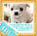 チワワ(ロング)【大阪府・男の子・2025年5月28日・ホワイト《真っ白の綿雲☁️のようなカワイイ子💓》】の写真15「🟪🟩ご質問お問合せはご遠慮なくお気軽にお声掛け下さいませ╰(*´︶`*)╯♡🟦🟥」