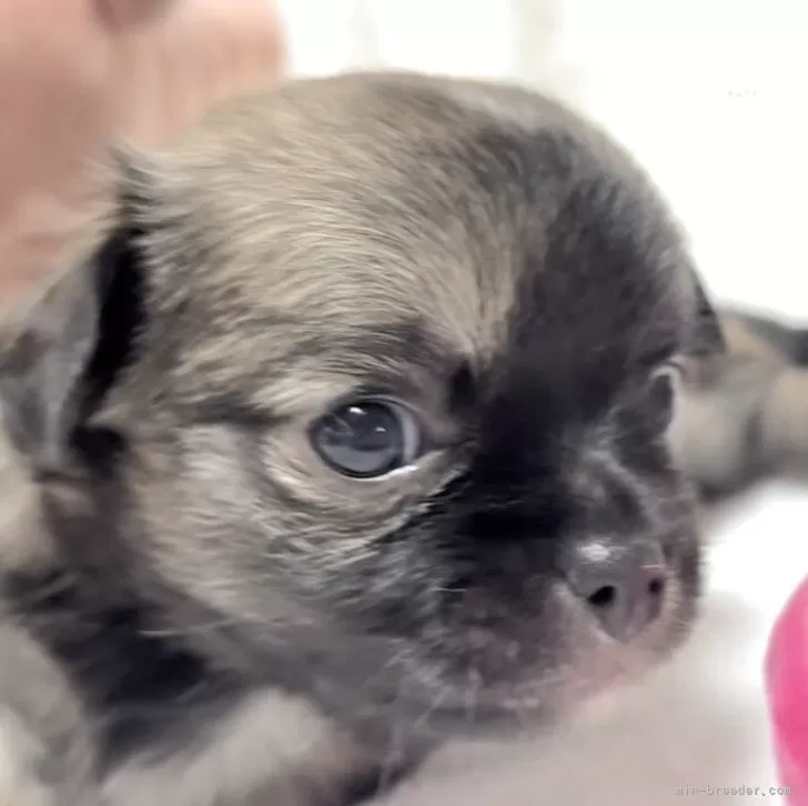 ton ton 様のお迎えした子犬