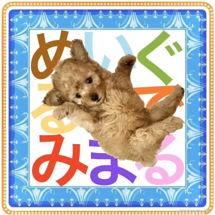 ID：2511-02401の子犬