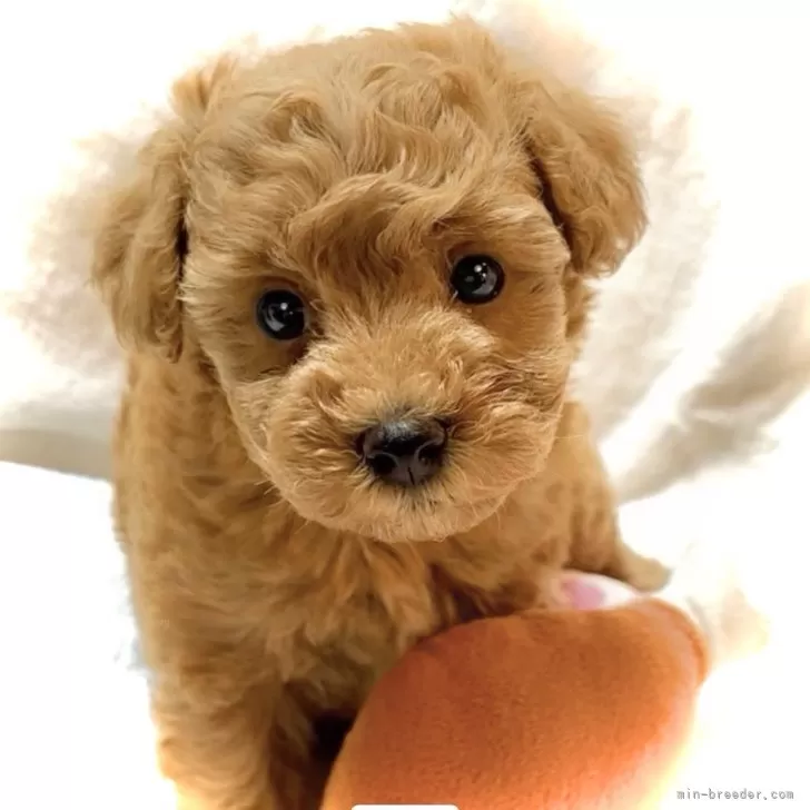 F.Y 様のお迎えした子犬