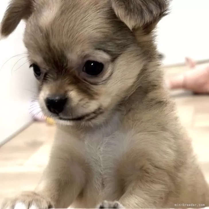 ID：2410-06770の子犬