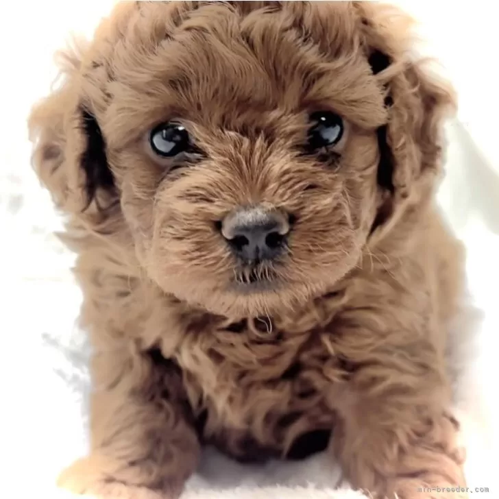 ID：2508-03393の子犬