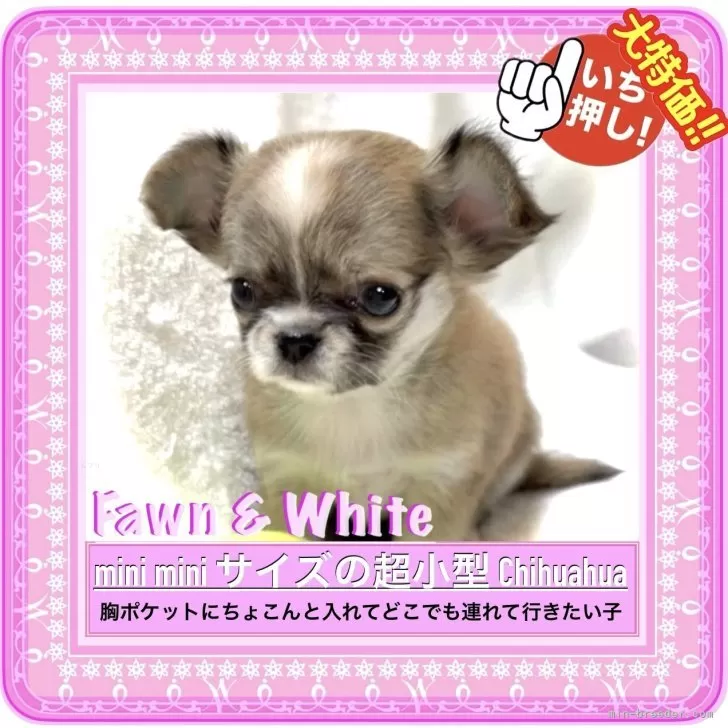 ID：2511-00728の子犬