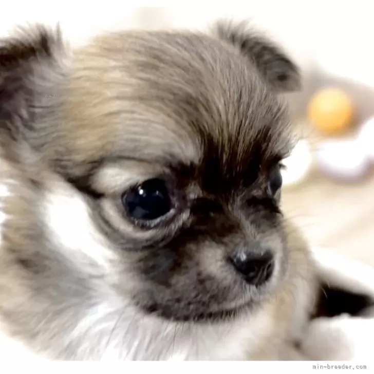 ID：2504-03520の子犬