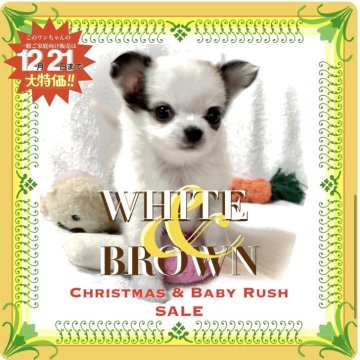 チワワ(ロング)【大阪府・男の子・2025年10月22日・ホワイト&フォーン(唯一無二の模様が独創的な子)】の写真「2025最後のBIG💥SALE‼️お見逃しなく」