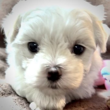 マルチーズ【大阪府・女の子・2025年7月20日・ホワイト《フワフワの綿アメのような艶やかな白♡》】の写真「カワイイお顔＋ぽっちゃりボディ＋超短シッポの女の子」