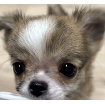 チワワ(ロング)【大阪府・男の子・2024年8月30日・レッドフォーン&ホワイト】の写真「パランス良く配色されたパーティカラーが魅力的な子✨」