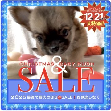 チワワ(ロング)【大阪府・男の子・2025年10月22日・フォーン《✨人気のブラックフェイス✨》】の写真「2025最大のファイナルBIG💥SALE‼️」