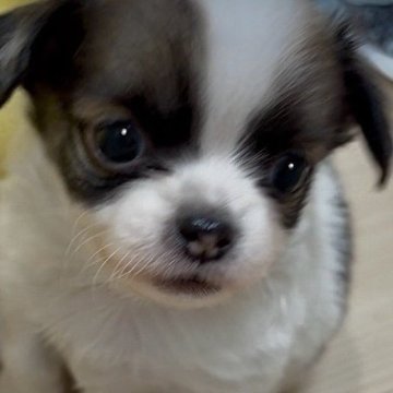 チワワ(ロング)【大阪府・男の子・2024年11月1日・フォーン&ホワイト(モカコーヒーのようなブラウン)】の写真「🌟牛柄ちゃんは世界に一つだけのオリジナルデザイン」