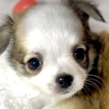 チワワ(ロング)【大阪府・男の子・2025年4月4日・レッド&ホワイト《発色の良い明るい毛色が特徴です》】の写真「🟧保育室の安定確保のための大特価セール‼️」