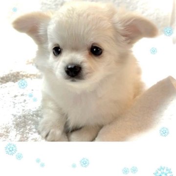 チワワ(ロング)【大阪府・女の子・2025年9月10日・クリーム&ホワイト・🎄白雪❄️のようにカワイイ子】の写真「モコモコふわふわ❄️まるで綿雪のような女の子💕」
