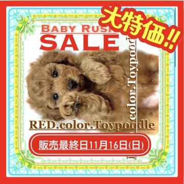 タイニープードル【大阪府・男の子・2025年9月16日・レッドフォーン(しっかりした深い赤毛が特徴的🤎)】の写真「元気✨陽気✨素直で甘えん坊✨シッポふりふりが得意✨」