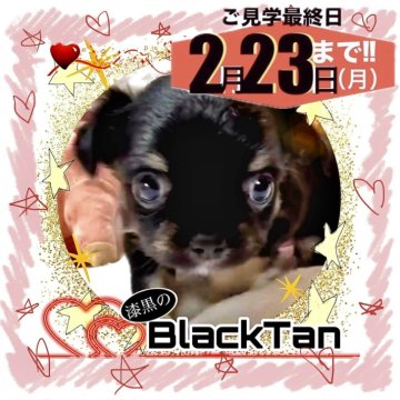 チワワ(ロング)【大阪府・女の子・2025年12月23日・ブラックタン《まさに漆黒✨に輝くチワワ!》】の写真「🟥一般ご家庭向け販売最終日が決まりました🟥」