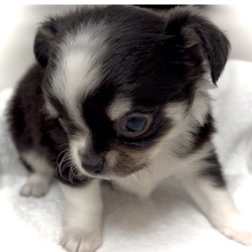 チワワ(ロング)【大阪府・女の子・2024年10月30日・ブラックタン&ホワイト】の写真「X’mas🎄なので『25』にこだわってみました」