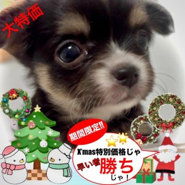 チワワ(ロング)【大阪府・女の子・2024年10月25日・トライカラー(※白/黒/オレンジの3色カラーです)】の写真「🎄歳末のクリスマスセールにふさわしい大サービス❗」