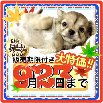 チワワ(ロング)【大阪府・男の子・2025年7月17日・フォーン&ホワイト(グラデーションの濃淡が綺麗✨)】の写真「毛色濃淡、配色バランスが良くエレガントに変身します」