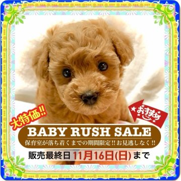 タイニープードル【大阪府・男の子・2025年9月16日・レッドフォーン(1番人気の鮮やかな赤毛ちゃんです)】の写真「パパ2kg未満、ママ2.4kg位、小さく育つ予想✨」