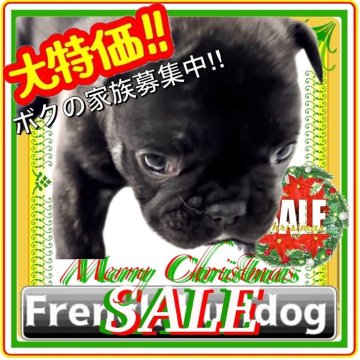 フレンチブルドッグ【大阪府・男の子・2025年10月12日・ブリンドル(白いネクタイがトレードマーク👔🌟)】の写真「真っ白の小さなネクタイがチャームポイントの紳士★」