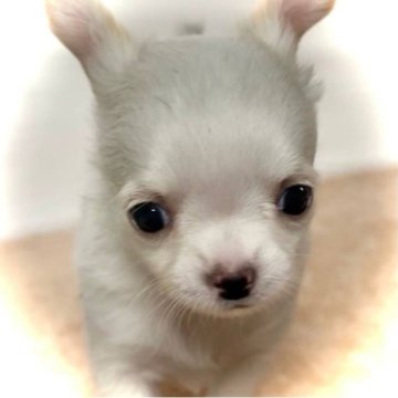 チワワ(ロング)【大阪府・男の子・2024年10月30日・ホワイト&クリーム(モコモコ毛並みの血統です✨✨)】の写真「❄️雪の妖精✨ちっちゃいちっちゃいチワワちゃん💕」