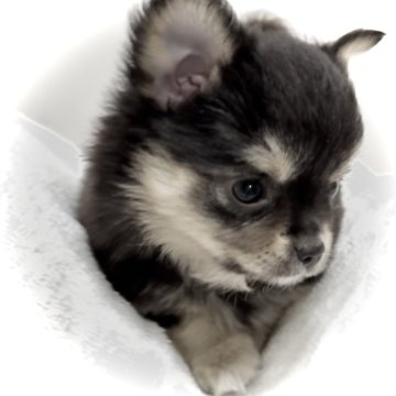 チワワ(ロング)【大阪府・女の子・2024年10月3日・ブラックタン 手袋ソックス胸元のエプロン毛が印象的】の写真「モッコモコでふっわふわが印象的なカワイイ子なんです」