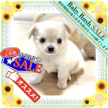 チワワ(ロング)【大阪府・女の子・2025年5月17日・ホワイト&クリーム“綿アメかカキ氷みたいな子♡”】の写真「🟥カワイイ🟧白雪姫🟨めっちゃ元気なお茶目さん」