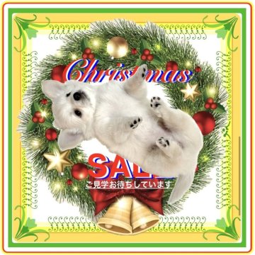 チワワ(ロング)【大阪府・女の子・2025年10月10日・クリーム&ホワイト・🎄白雪❄️のようにカワイイ子】の写真「モコモコふわふわ❄️まるで綿雪のような女の子💕」