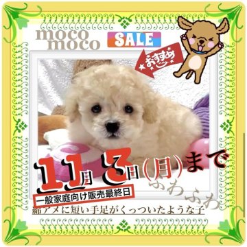 トイプードル(タイニー)【大阪府・女の子・2025年9月1日・アプリコット《※鮮やかなオレンジ🍊フォーン》】の写真「ベビーラッシュ‼️保育室確保のために大🉐SALE」