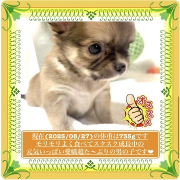 チワワ(ロング)【大阪府・男の子・2025年7月17日・フォーン&ホワイト(※仔鹿のような天然色✨)】の写真「✅🧸ぬいぐるみにしか見えないほどのカワユサ💕✨」