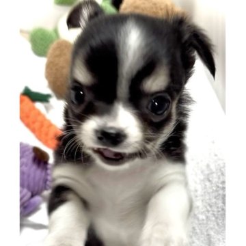 チワワ(ロング)【大阪府・女の子・2024年12月18日・✨✨✨✨ブラック タン & ホワイト✨✨✨✨】の写真「むじゃき♬元気☆天真爛漫ヽ(´▽｀)/の女の子💕」