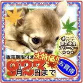 チワワ(ロング)