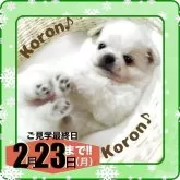 チワワ(ロング)