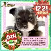 チワワ(ロング)