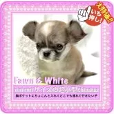 チワワ(ロング)