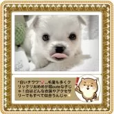 チワワ(ロング)