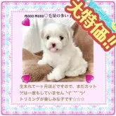 マルチーズ